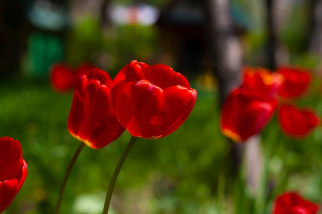 Red tulips in the garden among the greenery