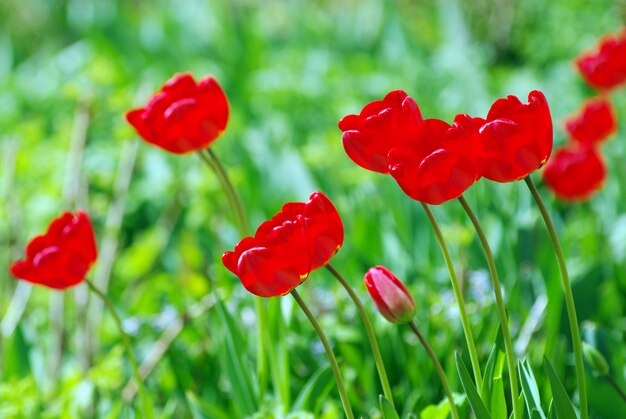 Red tulips in the garden