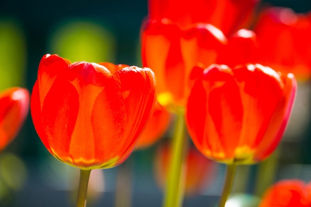 Red Tulips in the Garden