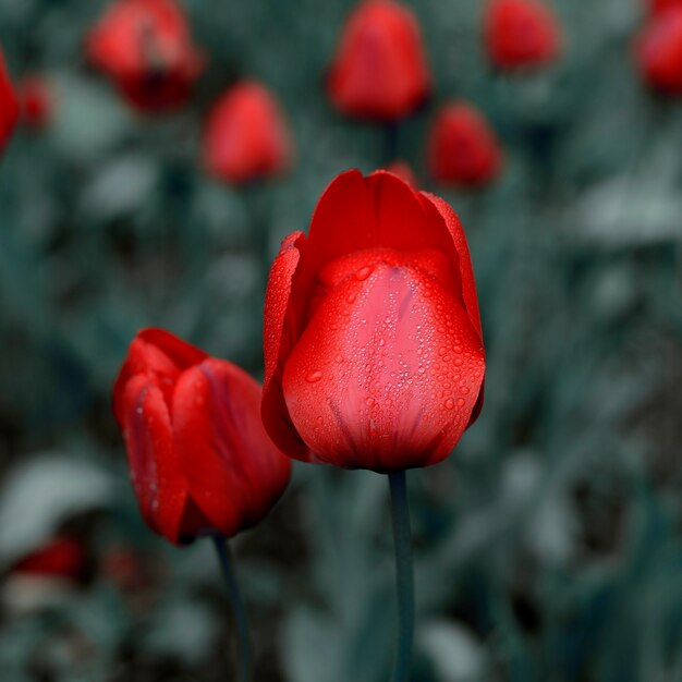 Red tulips in the garden