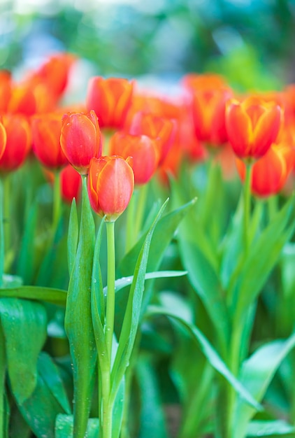 Red tulips in garden