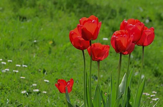 red tulips in the garden