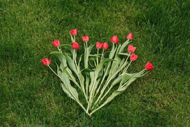 Red tulips on grass. Bouquet of flowers on green background.