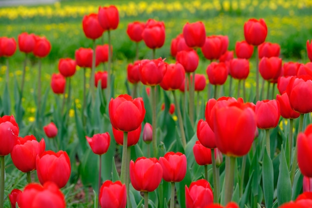 Red tulips green backgroundBright beautiful flowersSpring nature