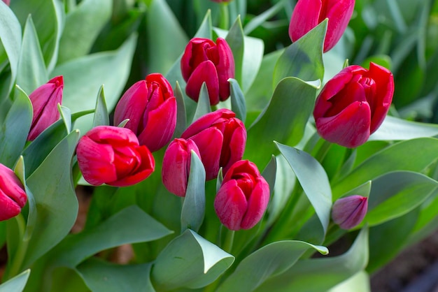 Red tulips in the ground