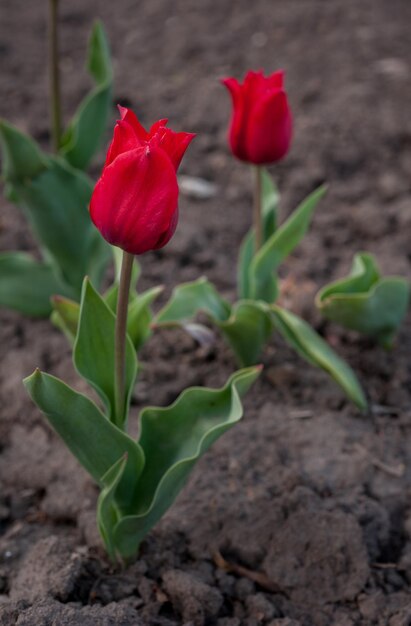 Red tulips grow in the garden Close up of a tulip