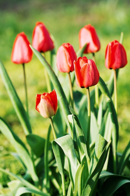 Red tulips grow on the ground, soft focus