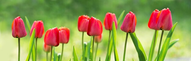 Red tulips grow on the ground, soft focus