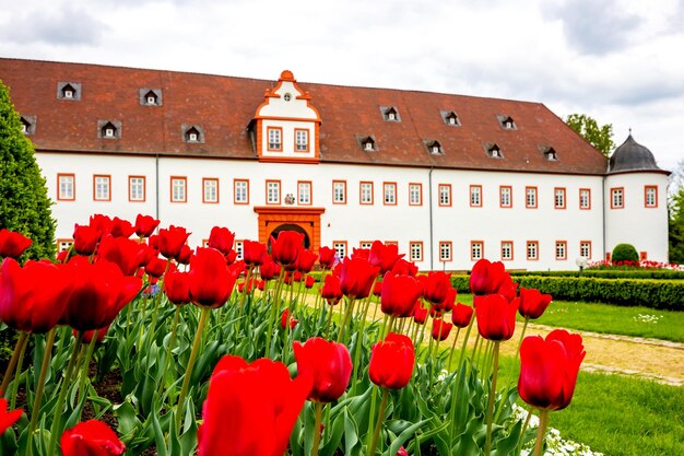 Red tulips growing on field against buildings