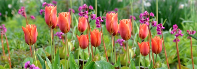 Photo red tulips head blooming in green leaf in garden and pink bergenia cordifolia background