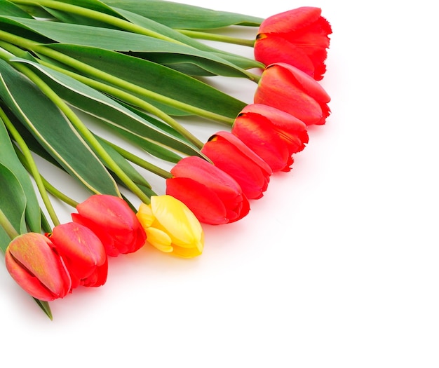 Red tulips isolated