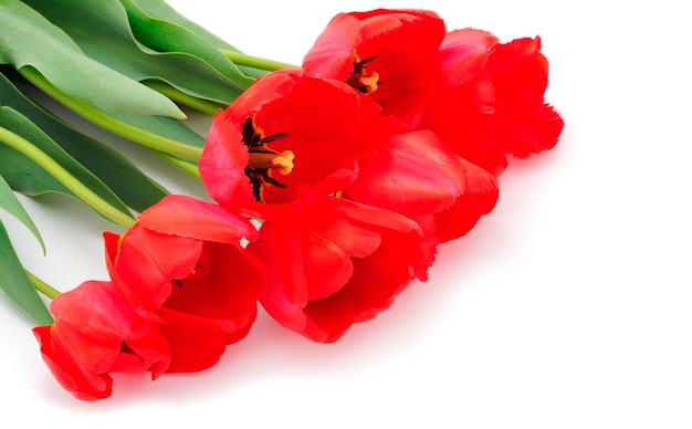 Red tulips isolated