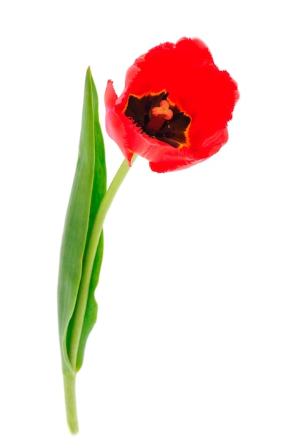 Red tulips isolated