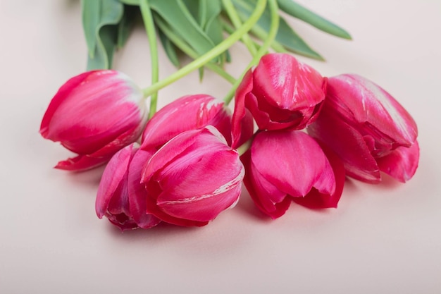 Red tulips lie on a light pink background