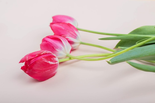 Red tulips lie on a light pink background