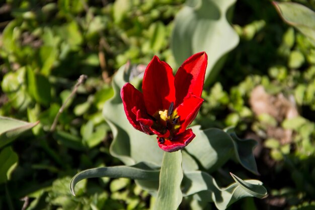 写真 庭の花壇に赤いチューリップ