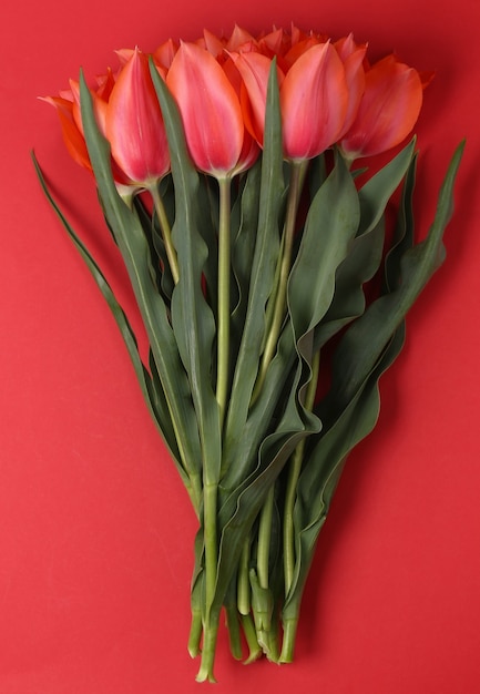 Red tulips on a red background. Top view