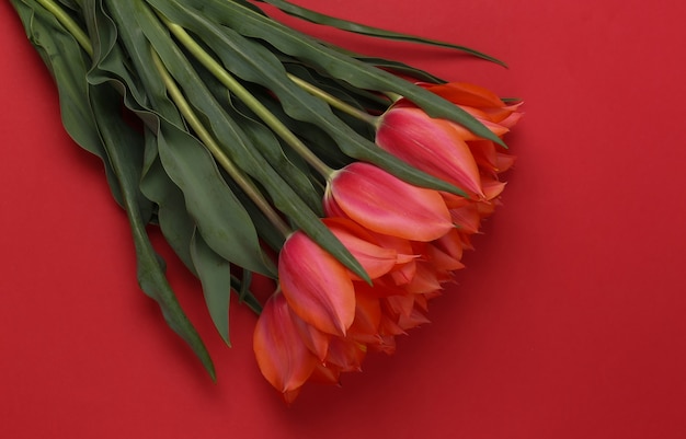 Red tulips on a red background. Top view