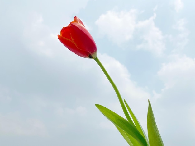 Red tulips on the sky background