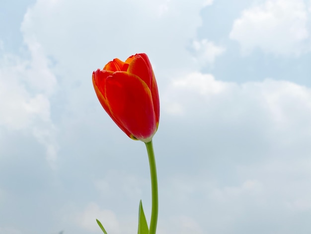 空の背景に赤いチューリップ