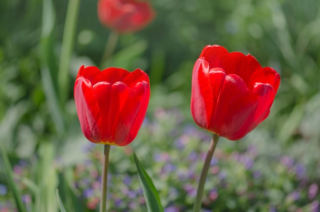 春の風景の赤いチューリップ赤いチューリップの背景赤いチューリップの花の背景