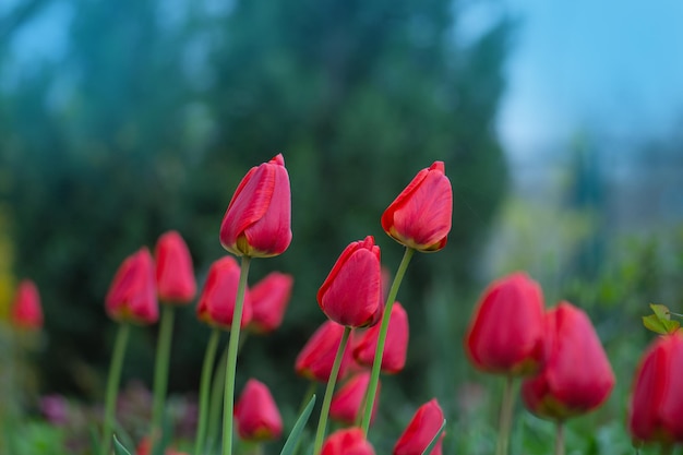 春の風景の赤いチューリップ赤いチューリップの背景赤いチューリップの花の背景