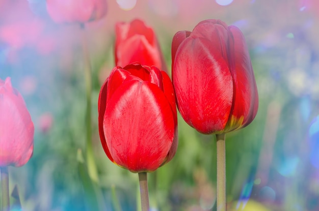 Красные тюльпаны в весеннем пейзаже Красные тюльпаны на фоне