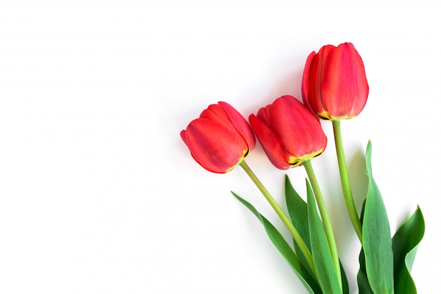 Red tulips in vase isolated on white background.