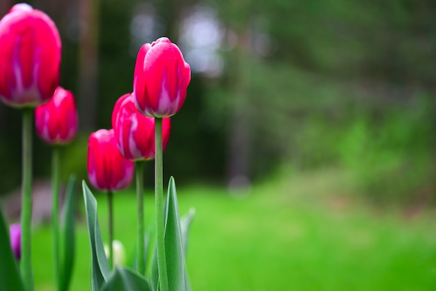 Red tulips on a wall of green garden