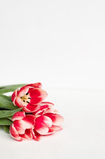 Red tulips on white background. beautiful spring flower composition.