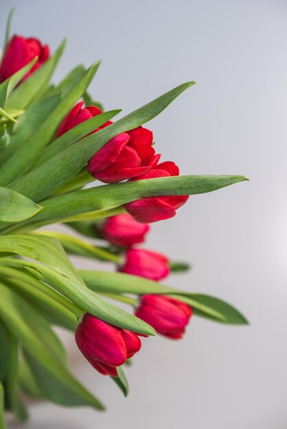 Red tulips on a white background copy space