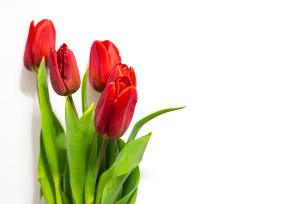 Red tulips on a white background. Festive spring bouquet for congratulations on Valentine's Day, Happy Women's Day.