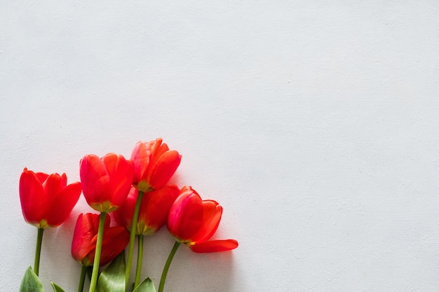 Red tulips on white background.