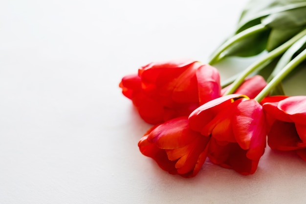 Red tulips on white background.