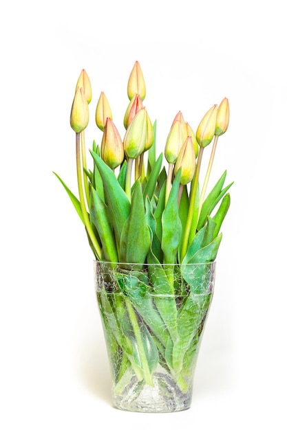 Red tulips on a white  background