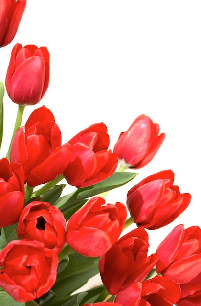 Red tulips on a white background