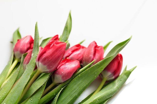 Red tulips on white background