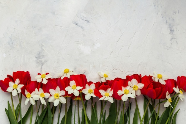 Red tulips and white daffodils on a light stone surface. flat lay, top view