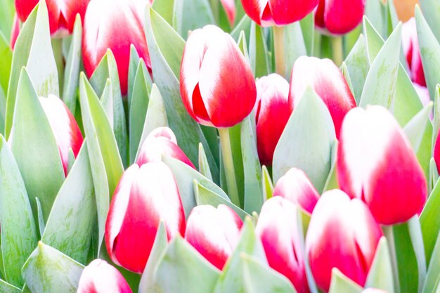 Red tulips with white petal edges