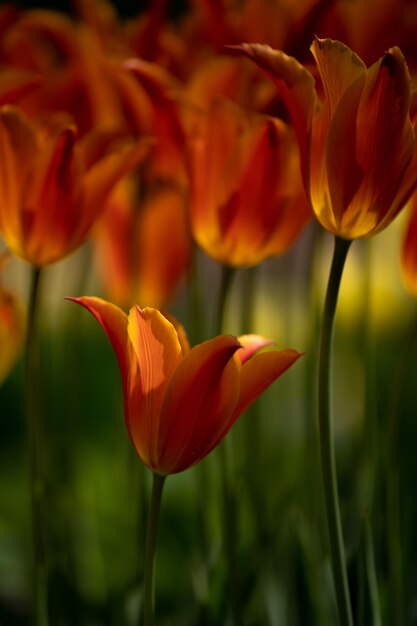 Red tulips