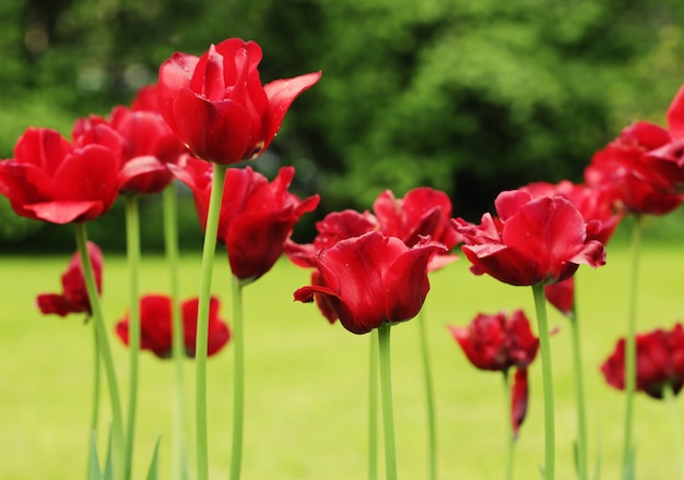 Red tulips