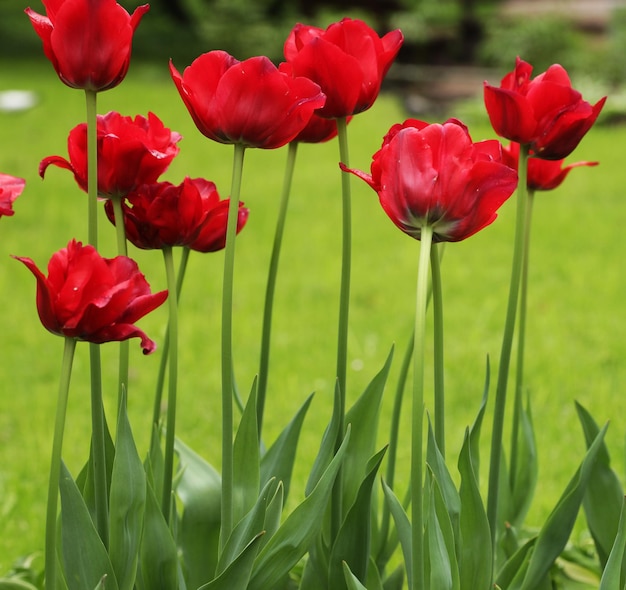 Red tulips