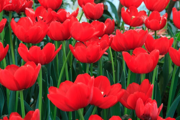 Red Tulips