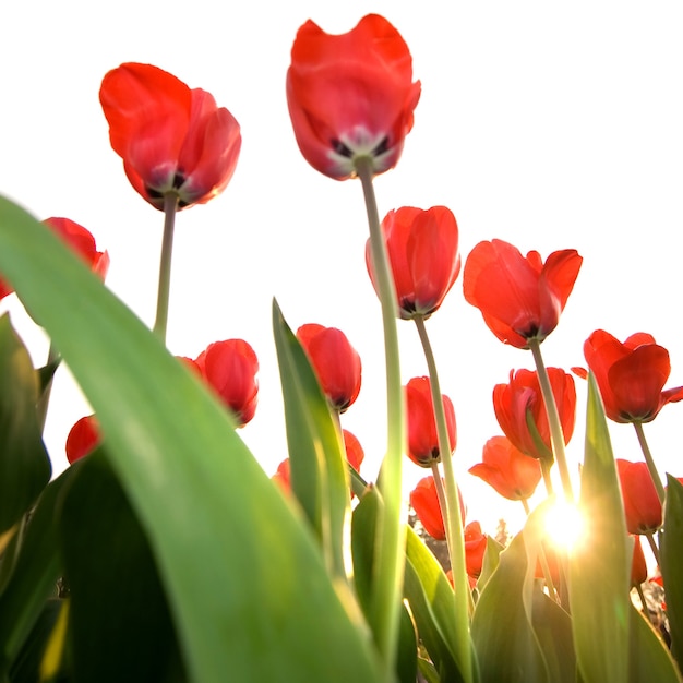 Red tulips