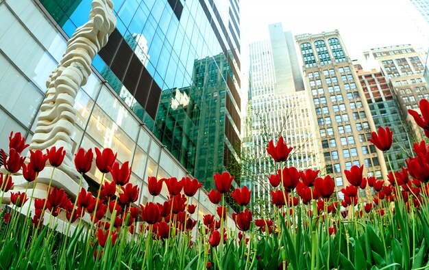 Red tulips