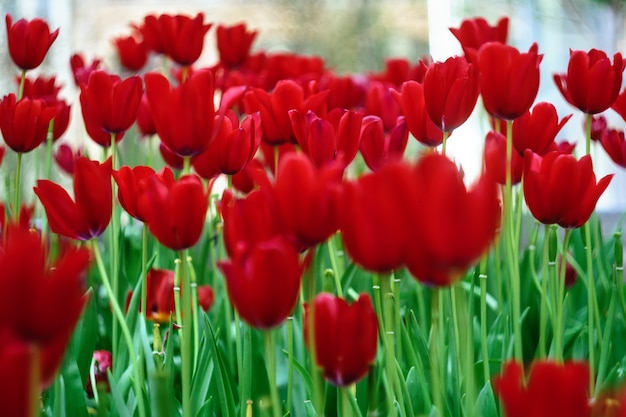 Red tulips