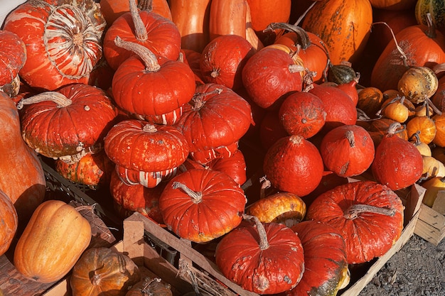 Red turban pumpkins in wooden box for vegetables big autumn pumpkin harvest lots of pumpkins closeup...