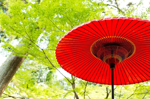 Red umbrella in park