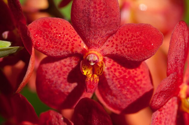 red vanda on a branch outdoors