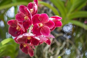 Photo red vanda orchid flowers in the garden